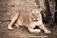 88-Kenya_05