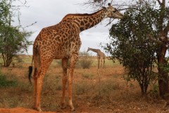 88-Kenya_08