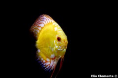 96-Canarie_09